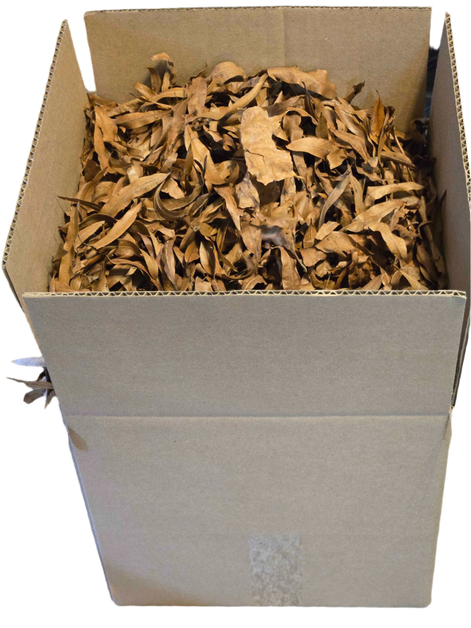 Forest Floor Leaf Litter (3 Sizes!) 12x12x12 Box Willow Oak leaf litter Shield Wall Exotics