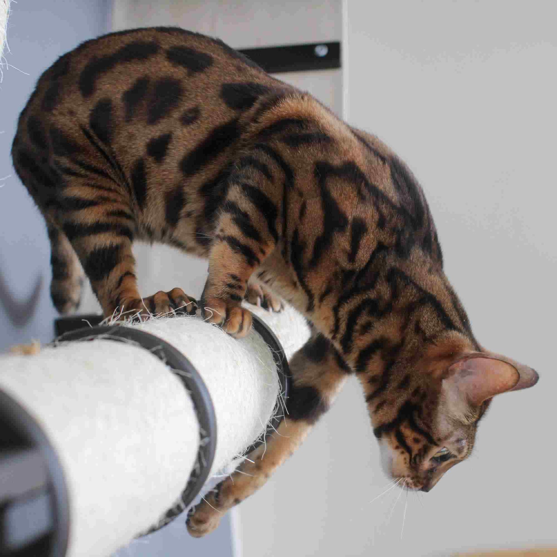 The Plateau - Horizontal Cat Scratcher Bed Set Cat Scratcher Catastrophic Creations