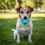 Strobe Ball Light-Up Dog Toy - Durable Floating Chew Ball | Made in USA Rubber Dog Toys SodaPup/True Dogs, LLC