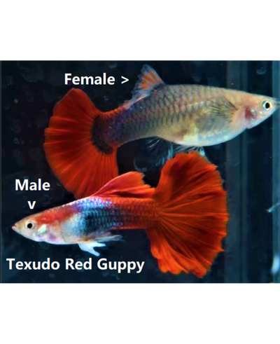 Red Tuxedo guppy PAIR GUPPY Danaqua Live Fish & More