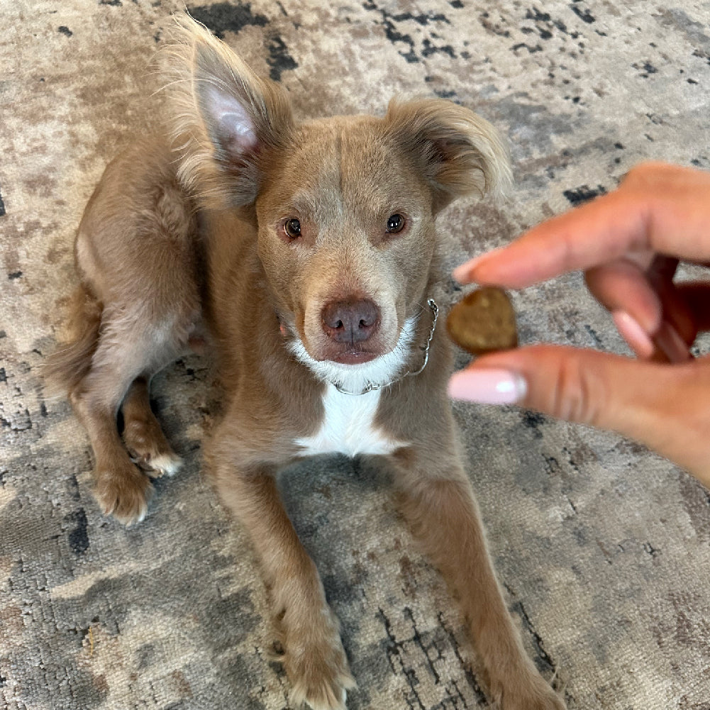 Allergy & Immune Chews (90 Chews) Freezbone