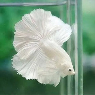 White Halfmoon Betta (Male) BETTA Danaqua Live Fish & More