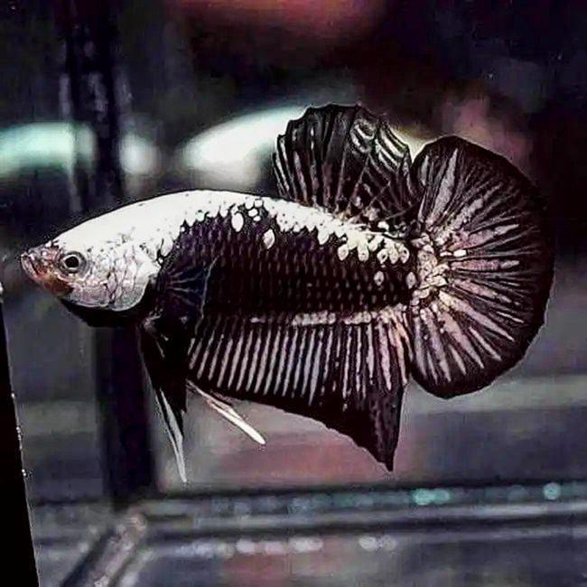 Betta Black Samurai (Male) BETTA Danaqua Live Fish & More