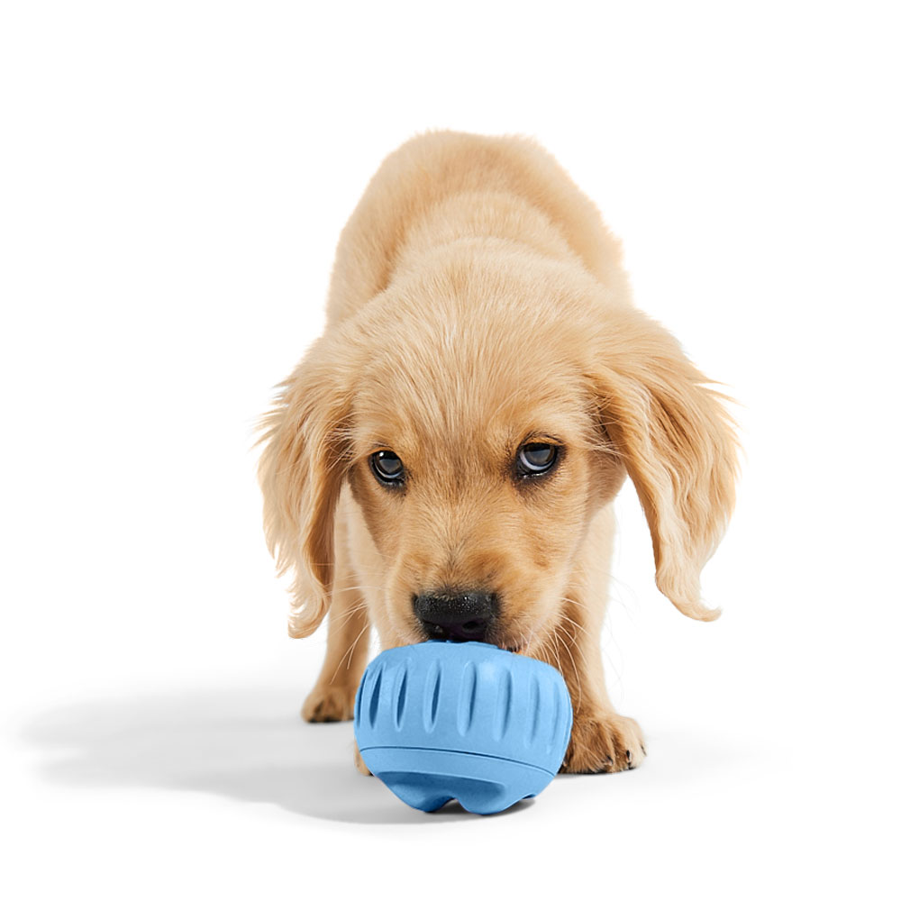 a small golden retriever puppy eating a treat from a light blue pupsicle