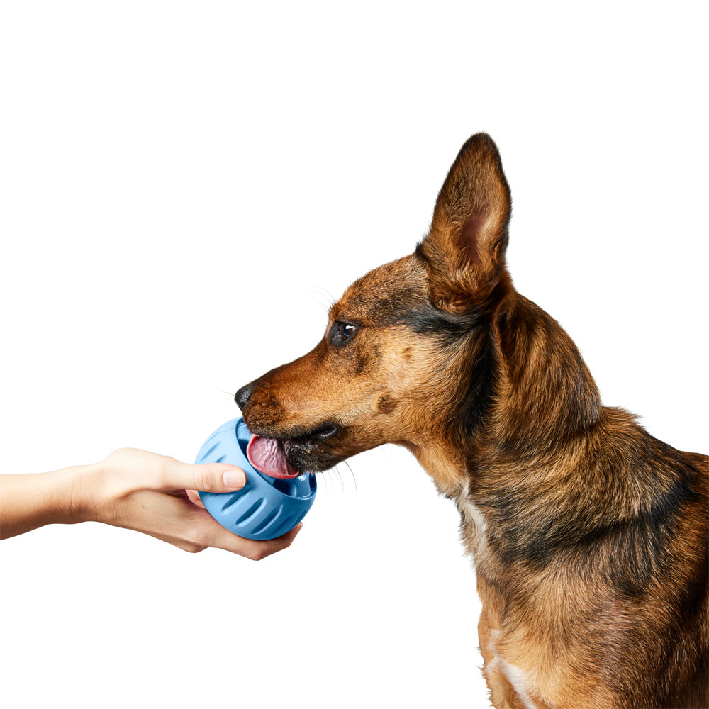 a brown dog licking a light blue popsicle that a hand is holding