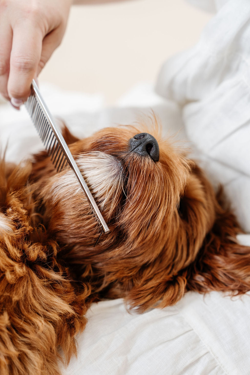 Everyday Comb (wholesale) Pupwell