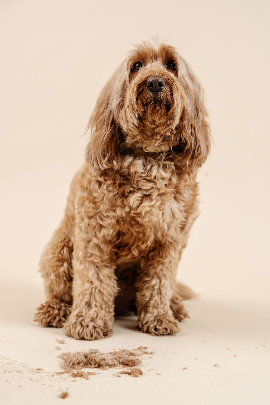 Ultimate Dog Grooming Kit Dog Supplies Pupwell