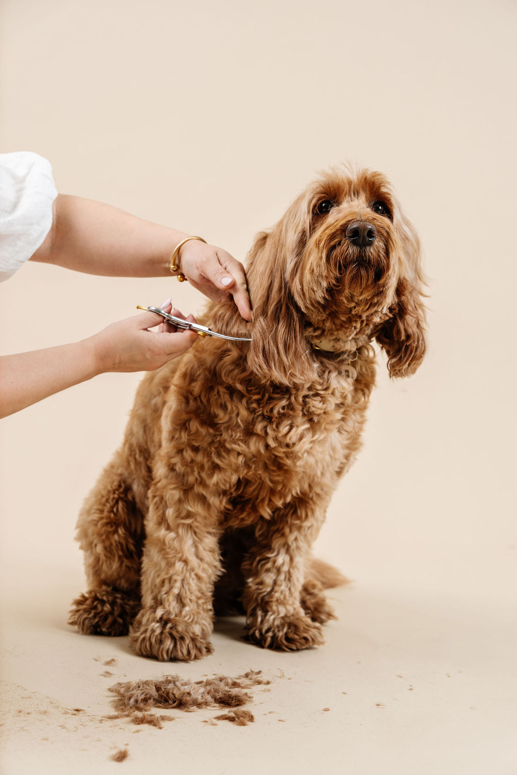 Ultimate Dog Grooming Kit Dog Supplies Pupwell