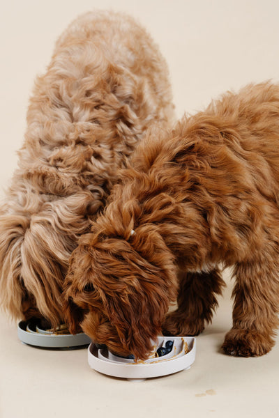 Happy Feelings Lick Mat Dog Supplies Pupwell