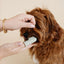 Puppy Breath Toothbrush Dog Supplies Pupwell