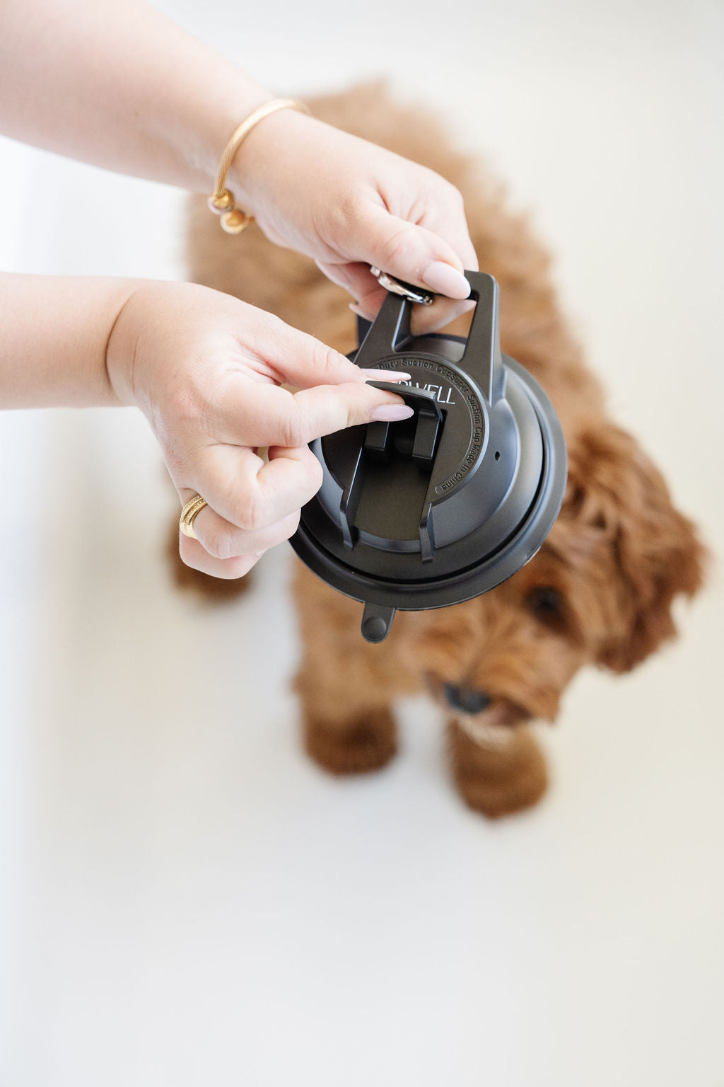 Stay In Place Leash Pupwell