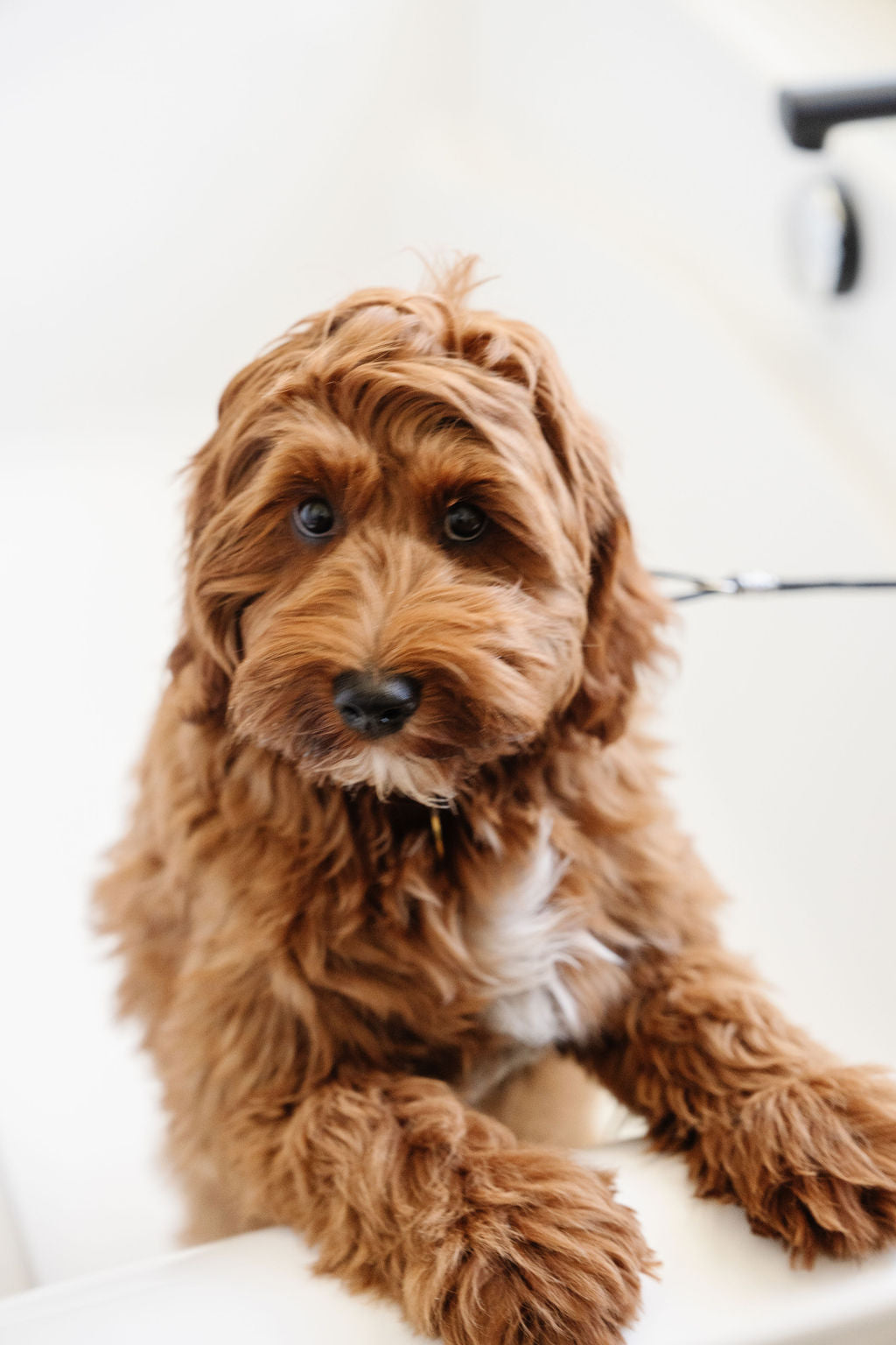 Stay In Place Leash Pupwell