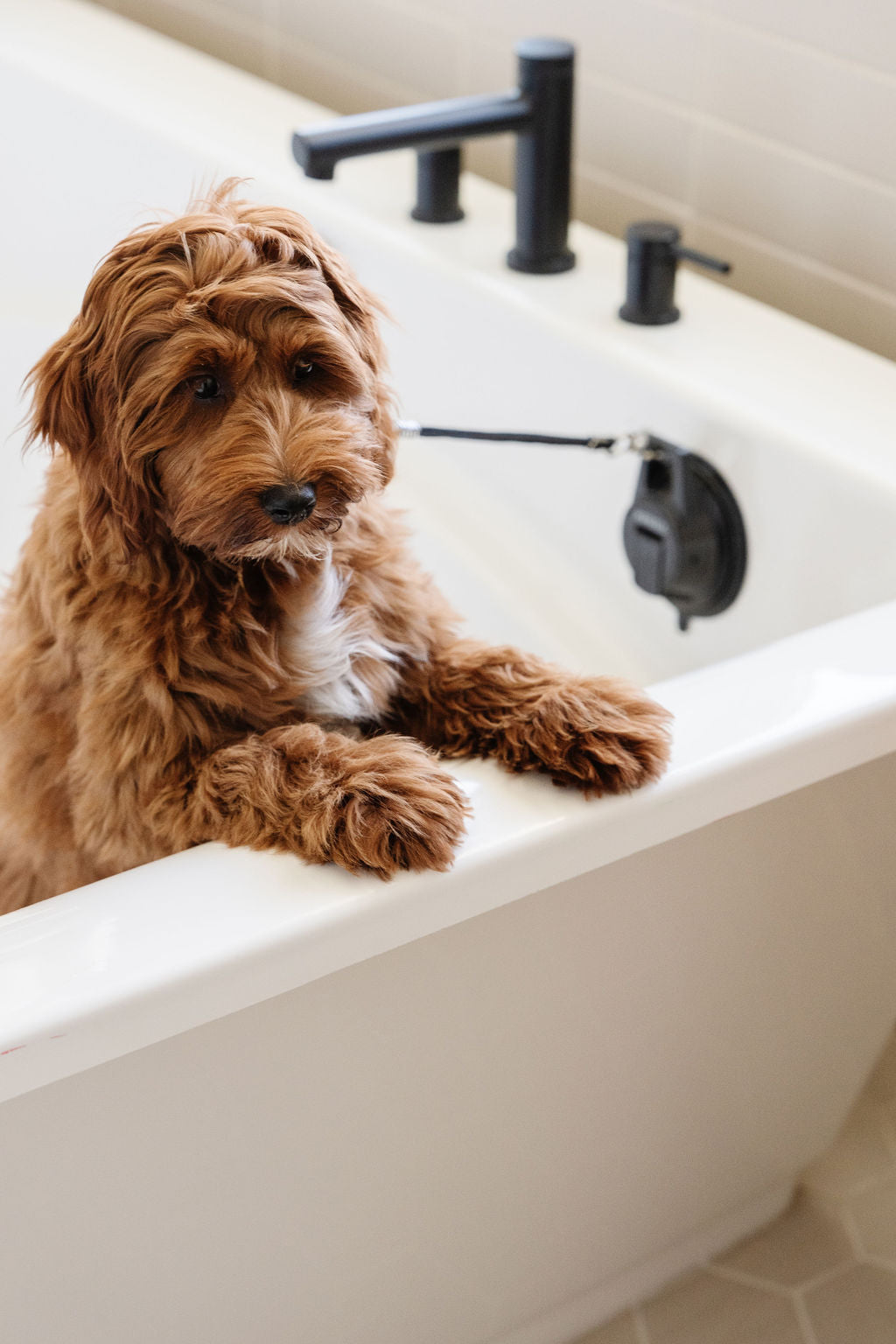 Stay In Place Leash Pupwell