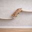 The Raceway - Wall Mounted Cat Hammock Natural Bamboo Natural Canvas Cat Hammock Catastrophic Creations