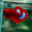 Hellboy Betta (Male) BETTA Danaqua Live Fish & More