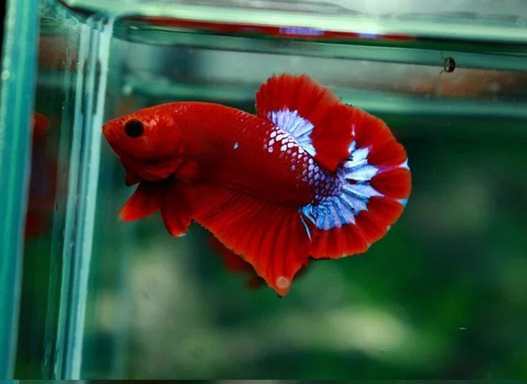 Hellboy Betta (Male) BETTA Danaqua Live Fish & More