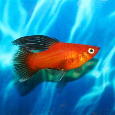 Red Wag Hi-Fin Platies PLATY Danaqua Live Fish & More