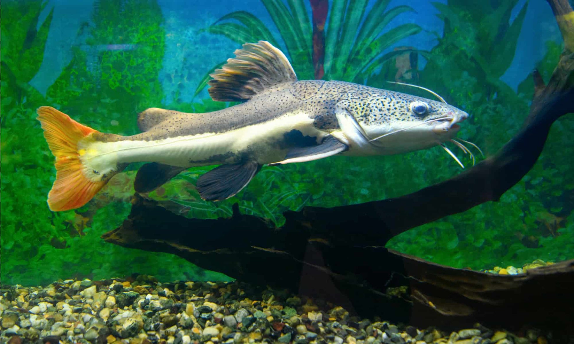 South American Redtail Catfish (Phractocephalus hemioliopterus) 3"+ CATFISH Danaqua Live Fish & More