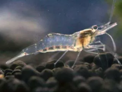 Ghost Shrimp (Pack of 25) SHRIMP Danaqua Live Fish & More