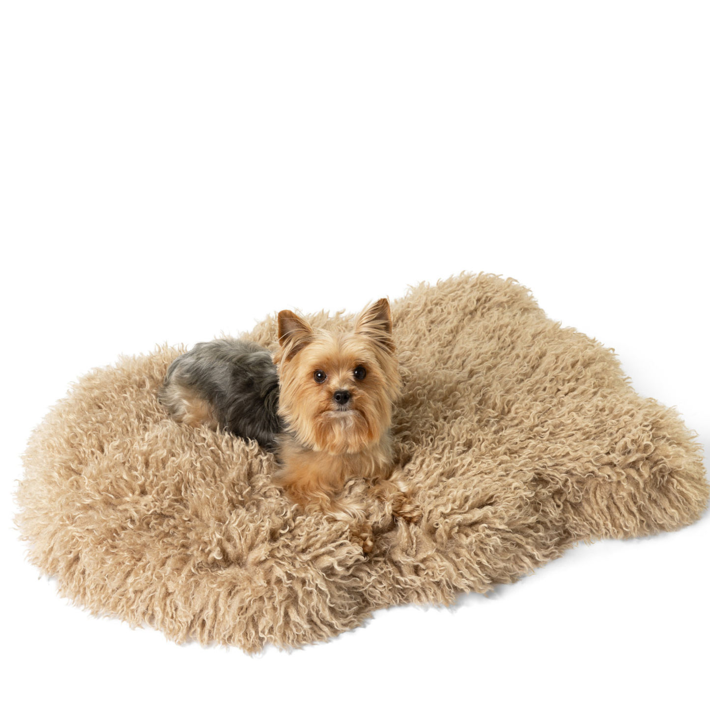PupRug® Luxe Faux Fur Orthopedic Dog Bed - Plush Sheep Tan Small (30" x 20") Dog Beds Paw