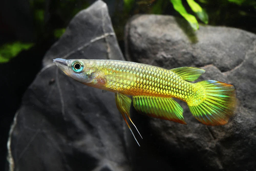 Golden Wonder Panchax MISCELLANEOUS Danaqua Live Fish & More