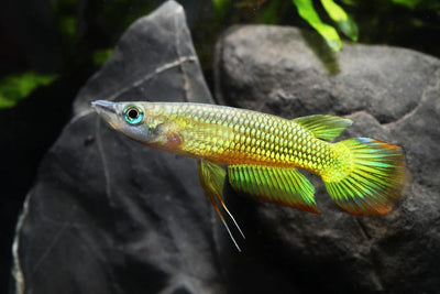 Golden Wonder Panchax MISCELLANEOUS Danaqua Live Fish & More