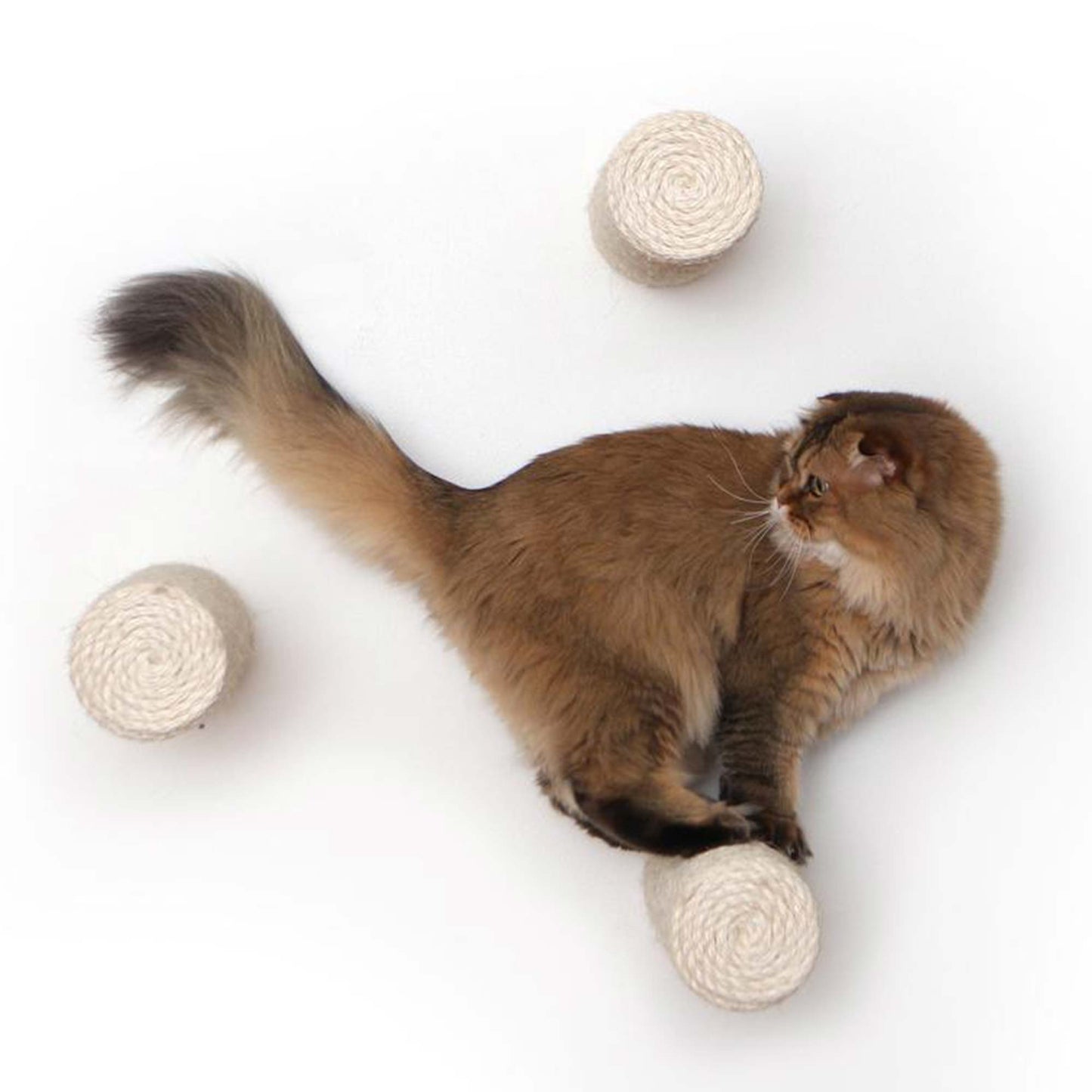 Floating Cat Step for Wall Cat Scratcher Catastrophic Creations