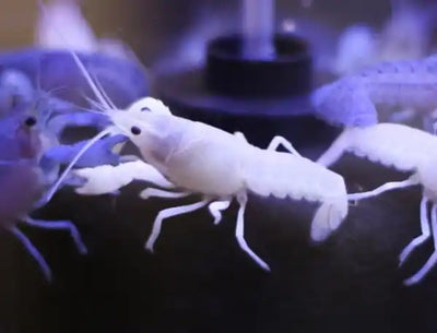 White Lobster Crayfish CRAYFISH Danaqua Live Fish & More