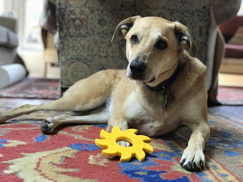 Circular Saw Blade Ultra Durable Nylon Dog Chew Toy Nylon Dog Toys SodaPup/True Dogs, LLC