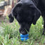 Double Trouble Dog Toy - Dual Chamber Treat Dispenser for Large Dogs | USA Made Rubber Dog Toys SodaPup/True Dogs, LLC