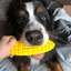 Corn on the Cob Nylon Dog Toy for Aggressive Chewers | USA Made | SodaPup Nylon Dog Toys SodaPup/True Dogs, LLC