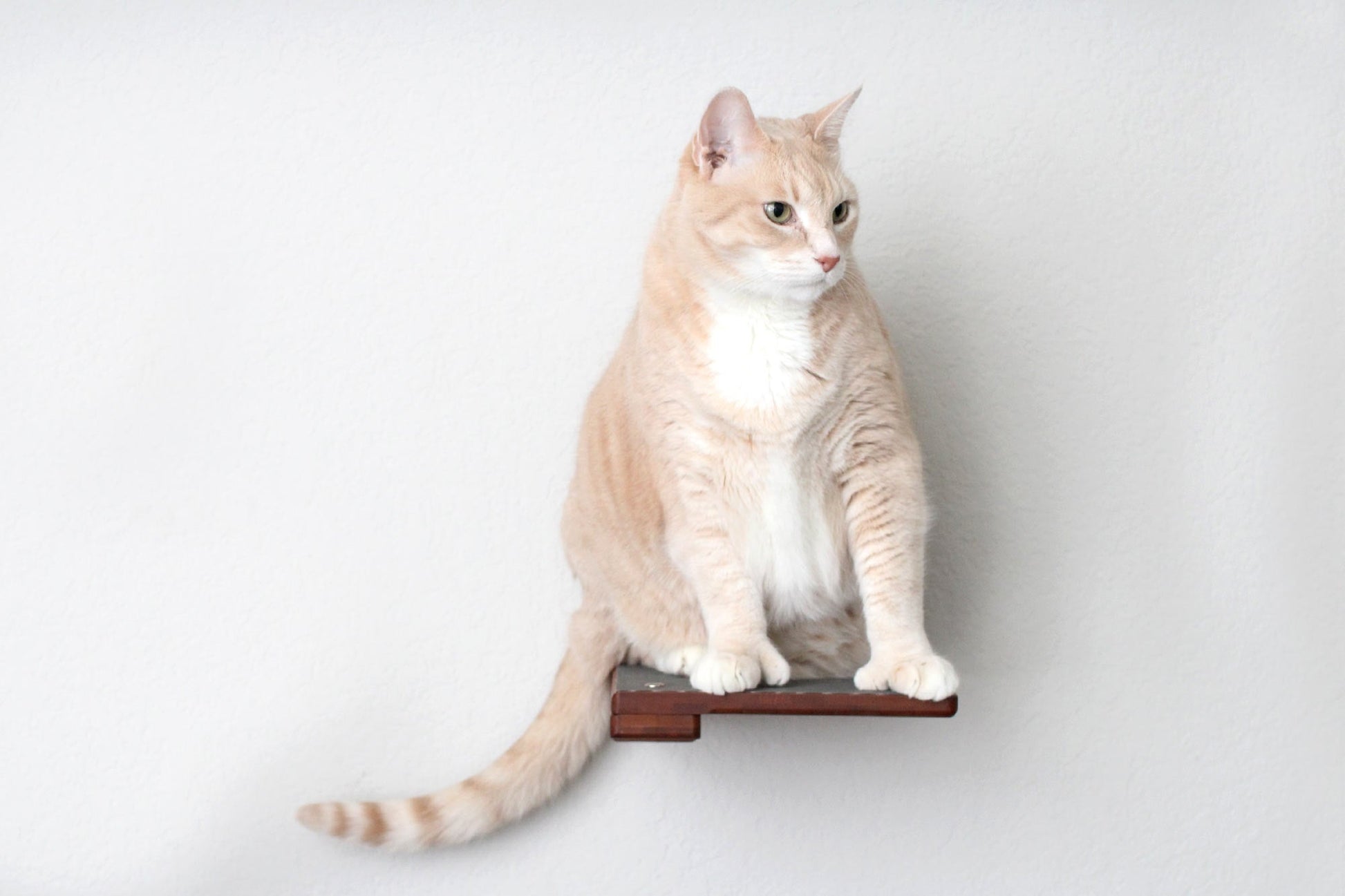 Cat Climbing Shelf Cat shelves/bed Catastrophic Creations