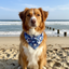 Starfish Dog Bandana Dog Bandana Happy Tails Outfitters