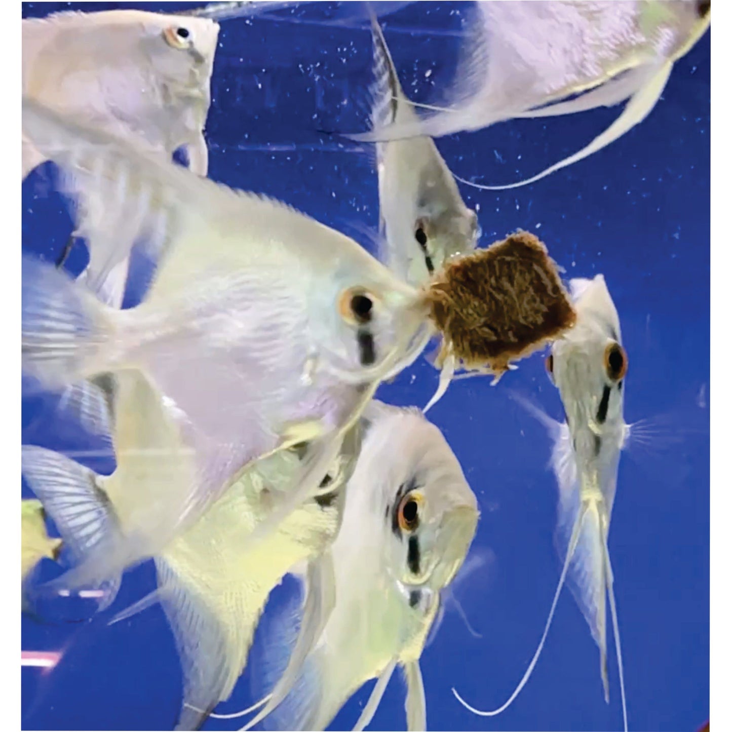 Super Cichlids Freeze-Dried Blackworms with Spirulina (All Natural, High Protein Fish Food) Fish Food Super Cichlids