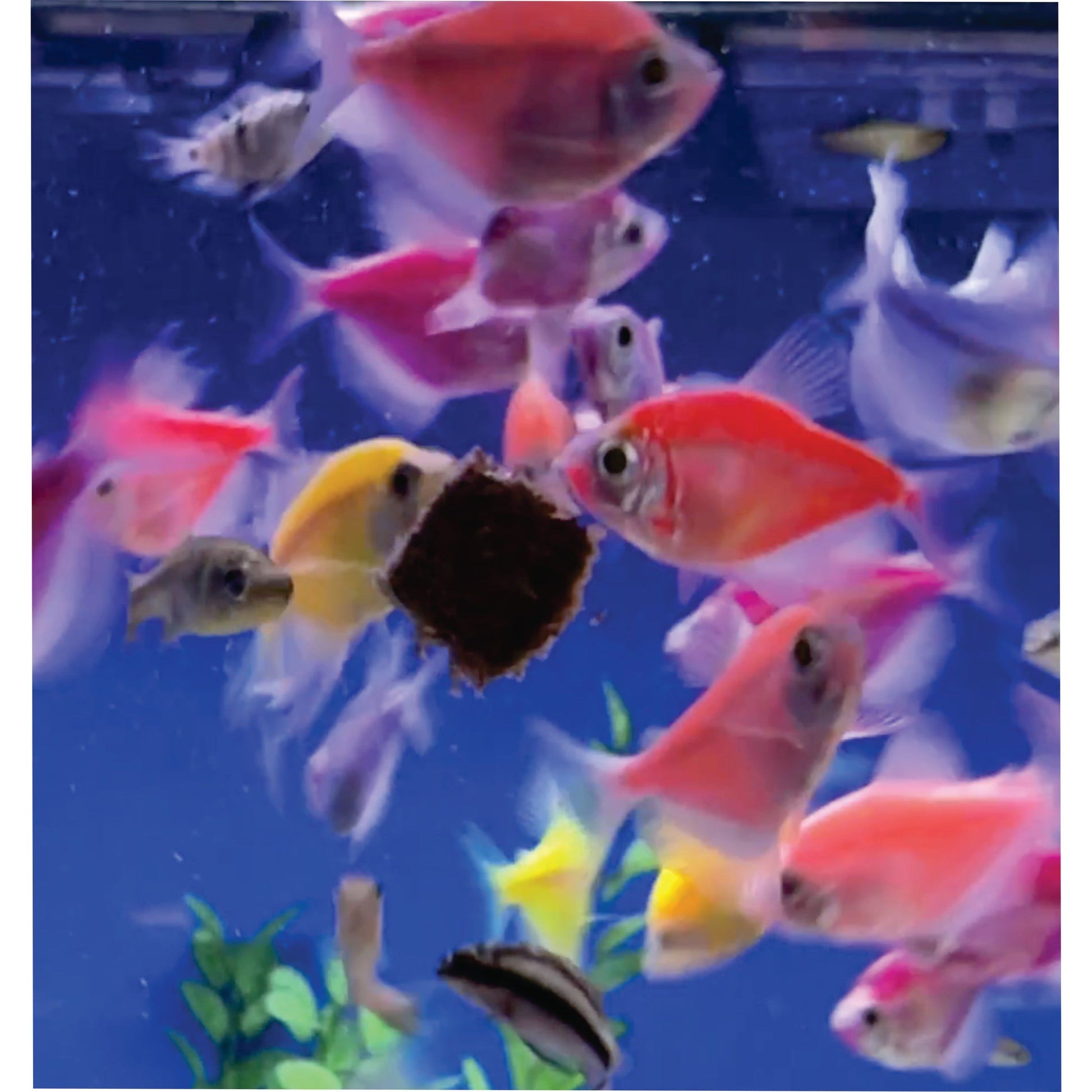 Freeze-Dried Blackworms Power Boost – Natural, Color Boost, Spirulina Cubes Fish Food Super Cichlids