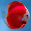 Super Red Discus DISCUS Danaqua Live Fish & More