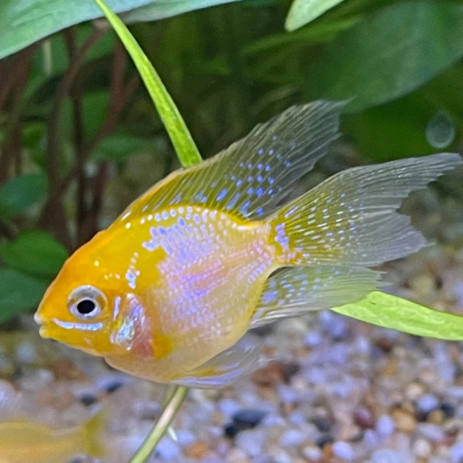 Gold Balloon Ram (Mikrogeophagus ramirezi) AMERICAN CICHLID Danaqua Live Fish & More