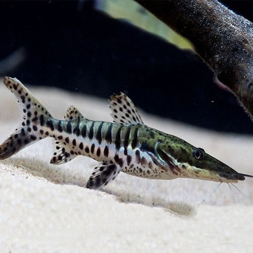 Tiger Shovelnose Catfish CATFISH Danaqua Live Fish & More