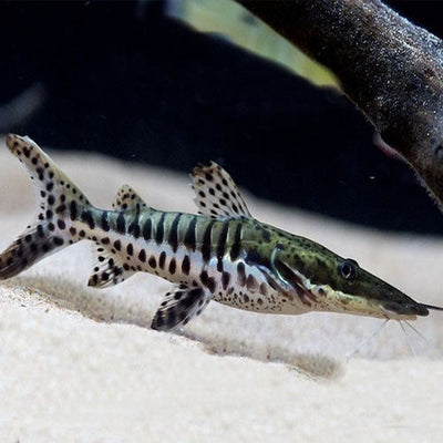 Tiger Shovelnose Catfish CATFISH Danaqua Live Fish & More