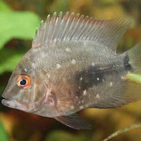 Uaru cichlid (triangle cichlid) 2.5"-3" AMERICAN CICHLID Danaqua Live Fish & More