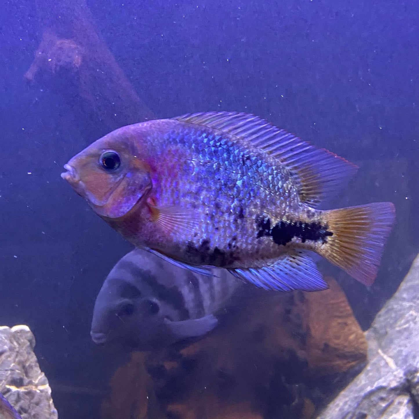 Synspilum cichlid (Vieja synspilum) AMERICAN CICHLID Danaqua Live Fish & More