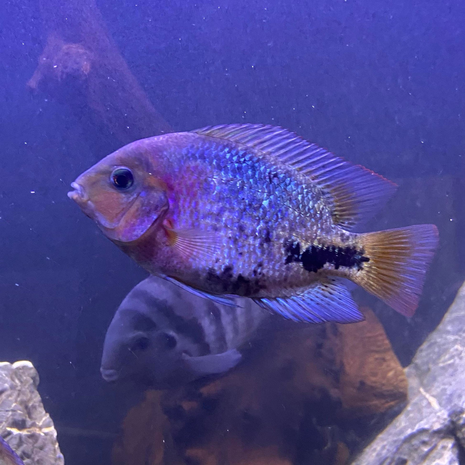 Synspilum cichlid (Vieja synspilum) AMERICAN CICHLID Danaqua Live Fish & More