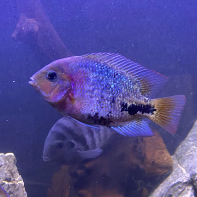 Synspilum cichlid (Vieja synspilum) AMERICAN CICHLID Danaqua Live Fish & More