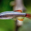 White Cloud Minnow TETRA Danaqua Live Fish & More