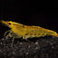 Yellow shrimp SHRIMP Danaqua Live Fish & More
